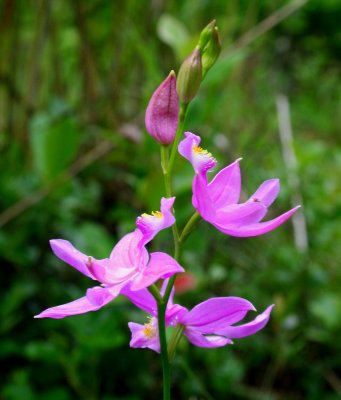 Calopogon Orchid Three Blooms 1a tb0608