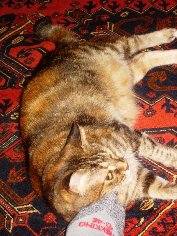Istanbul Mr Huseyin And Mrs Betul The cat named Pito3.jpg