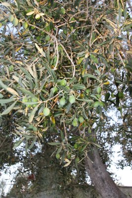 Kusadasi 048Olives on a Olive tree.jpg