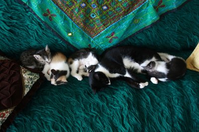 kk is sleping with his brothers and sisters.jpg