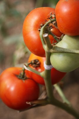 Fresh Tomatos.jpg