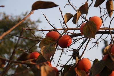 winter fruit we call it japanese date or better known as Trabzon date (Diospyros).jpg