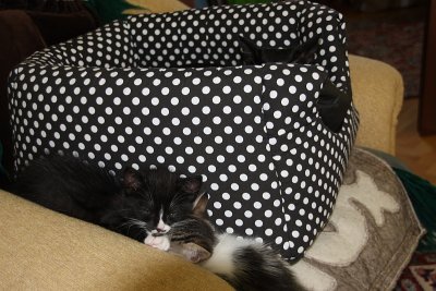 Cat mat and all Look where mama sleeps.jpg