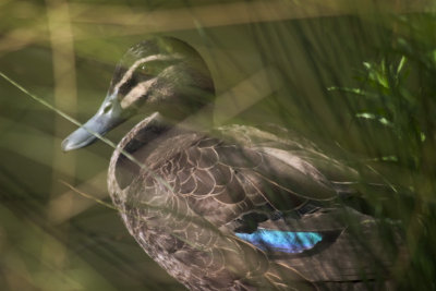 Through the reeds