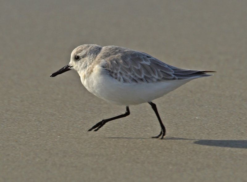 Sanderling