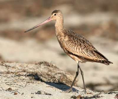 Marbled Godwit, Half Moon Bay