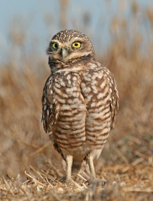 Borrowing Owl, Shoreline