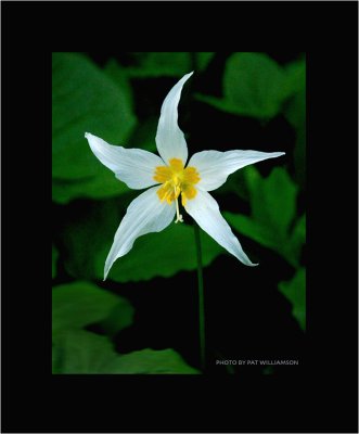 Avalanche Lily