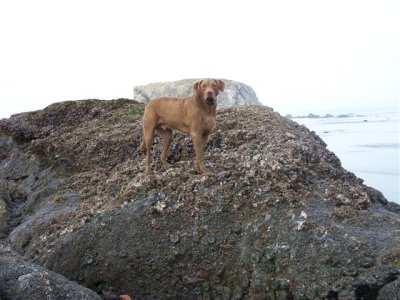 BANDON  RUSTY 11-08 161.JPG