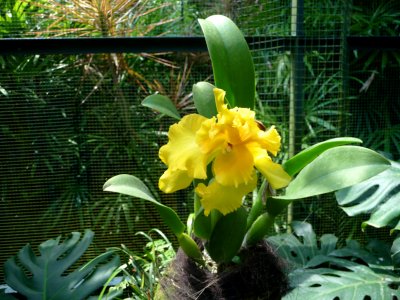Exquisite yellow orchids.