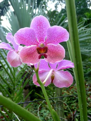 Pink orchids with a red and yellow center.