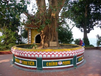 In 1959, on his visit to Vietnam, Indian Prime Minister Razendia Prasat gave this (holy) Bodhi tree to the pagoda as a gift.