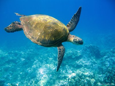 Gliding Honu