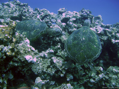 Turtle Pair