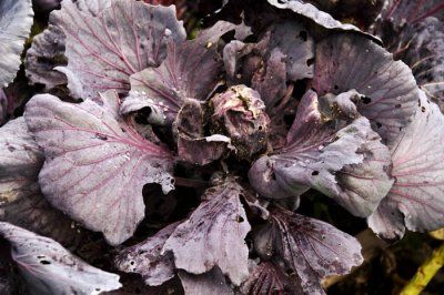 teresas purple cabbage