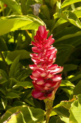 Kauai  Flowers