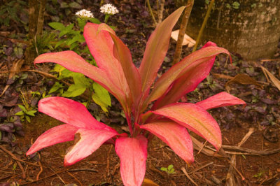 Kauai  Flowers