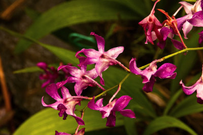 Kauai  Flowers