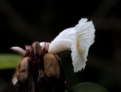 Kauai  Flowers