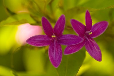 Kauai  Flowers