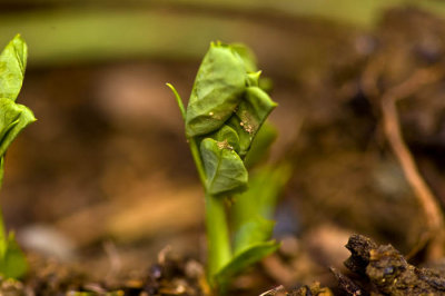 In the garden - pea 