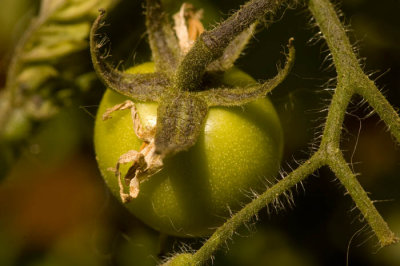 In the garden  - tomatoe