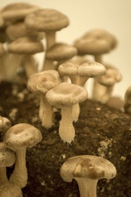 June 29 -  Mushroom - shitake brown