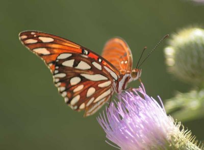 Butterfly Art