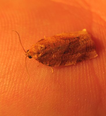 Spotted Caddis 2