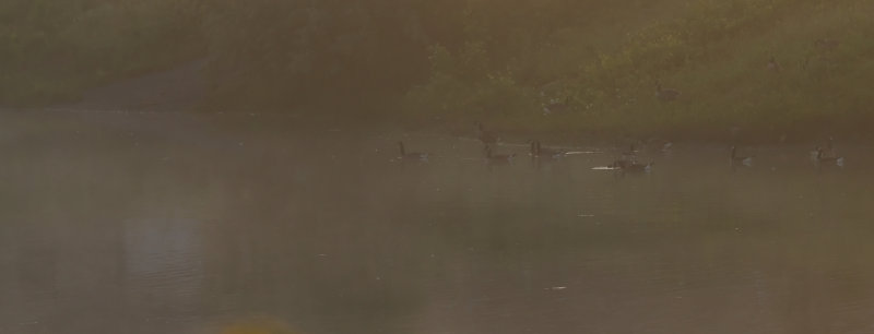 Early Morning Fog and ducks