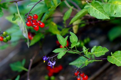 Red berry and blue flower
