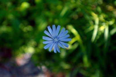 Blue Flower