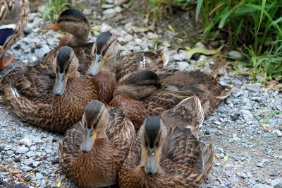 Ducks Looking At You