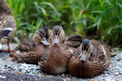 Ducks Looking At You
