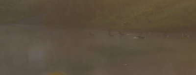 Early Morning Fog and ducks