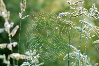 Early Morning Fog and Spider Web