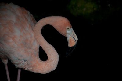 DSC_0532.jpg