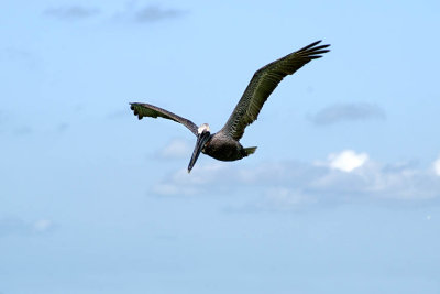 FL2008-06-06_07.jpg