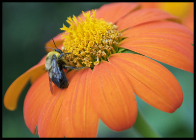 ND3_1890 Bumblebee covered in pollen.jpg
