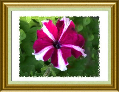 Striped Petunia framed.jpg