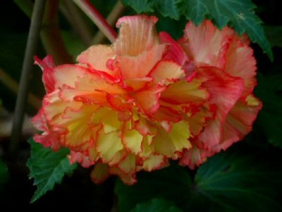 Multi -color Begonia