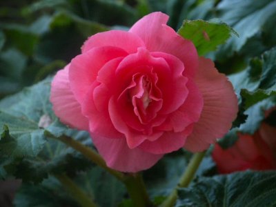 Pink Begonia