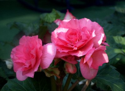 Duet Begonias