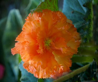Orange Begonia.jpg