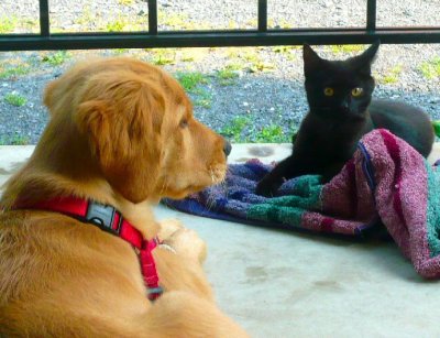 This black kitten lives in a nearby abandoned home.
She likes to hang out with Bella on the porch.