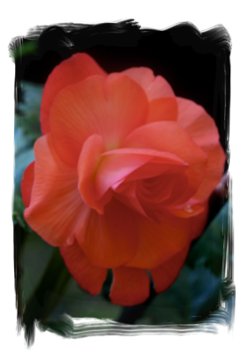 Orange Rose Begonia