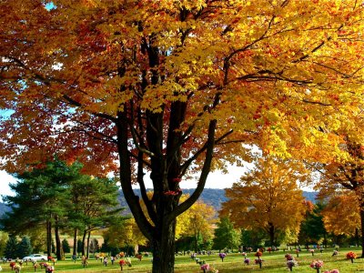 Autumn at All Saints Cemetery