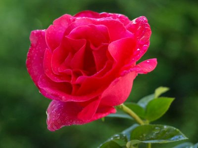 Backyard Rose - After The Rain