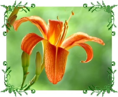 Tiger Lily - From Mother Nature's Garden