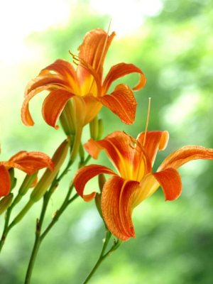 Tiger Lily - Natural Beauty